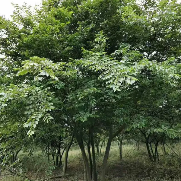 拼栽丛生朴树价格_原生丛生朴树报价_大量朴树