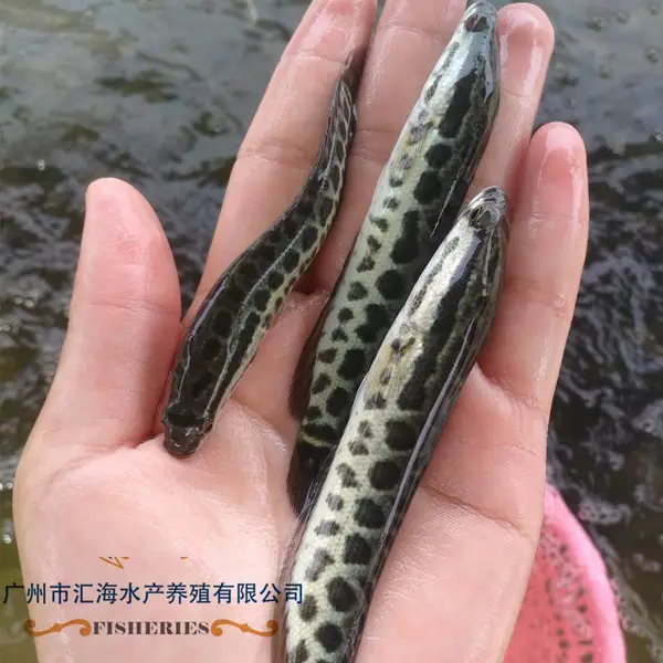 汇海批发 生鱼苗 乌鱼苗 杂交黑鱼鱼苗 淡水鱼养殖