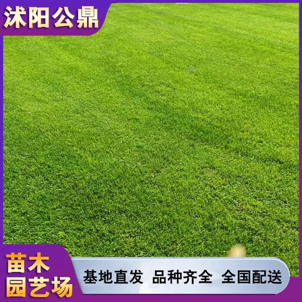 百慕大混播草坪冷季型混播学习操场可用绿茵场专用