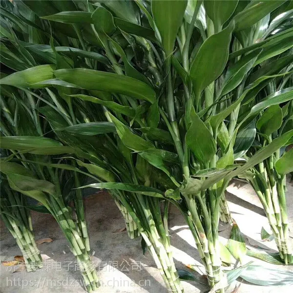 自产自销富贵竹水培植物观音竹批发转运竹基地优惠