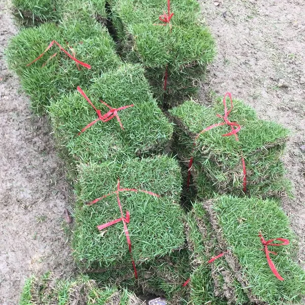 兰引三号 马尼拉草皮 广西贵港固土护坡用的果岭草***格 低价销售