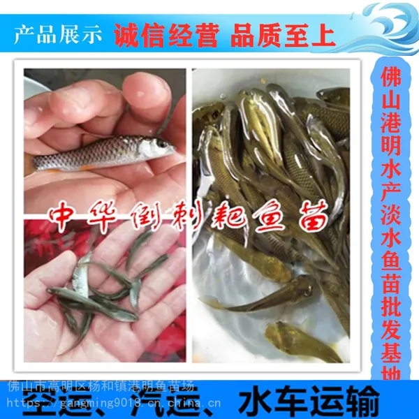 青竹鲩鱼苗批发,光倒刺鲃鱼苗批发,河坚坑坚鱼苗批发,光鱼苗批发