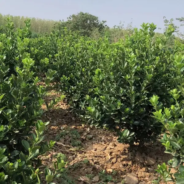 大叶黄杨毛球 80cm各种规格 基地种植 苗圃直销 量大价优