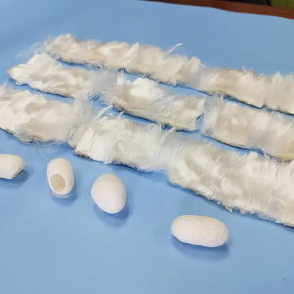 蚕丝短丝 蚕丝精梳棉 蚕丝绵片 蚕丝原料