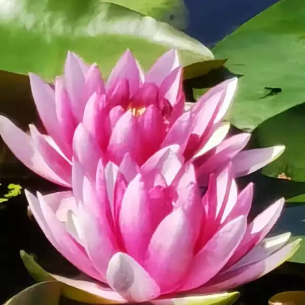 内蒙古睡莲苗 观花 观赏性高 河道种植睡莲 园林绿化工程苗