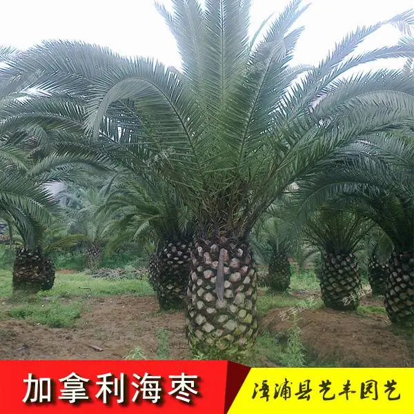 供应加拿利海枣 南方热带苗木高1-6米