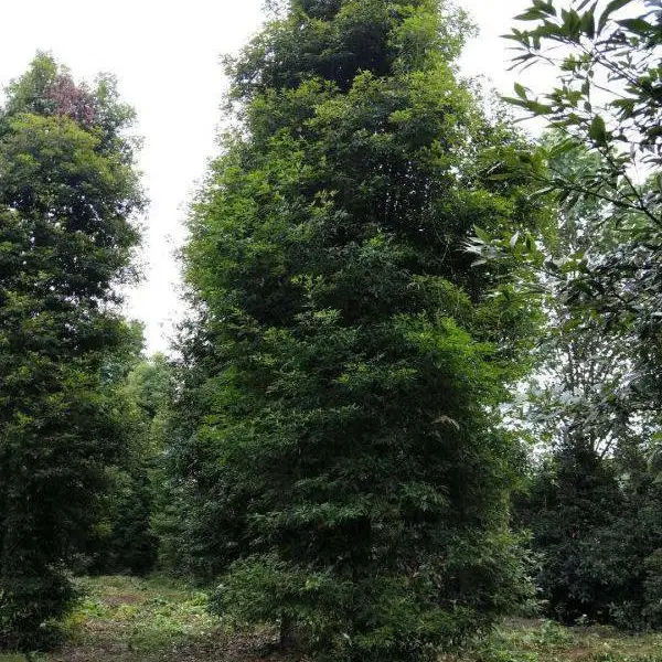 四川金丝楠木基地,常绿乔木,宝塔形是,小叶桢楠基地