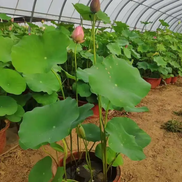 乌鲁木齐水生植物观赏荷花种植 园林水培荷花苗 花大色艳