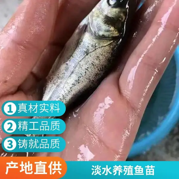 山西大同朔州黑鱼苗泥鳅鱼鱼苗养殖场 适合淡水养殖 售前售后有保障