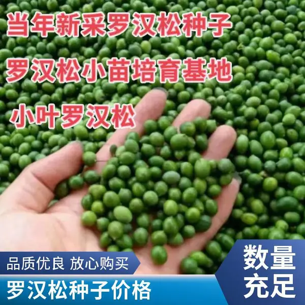 罗汉松种子 罗汉松种子产地价格 芽*** 量大批发