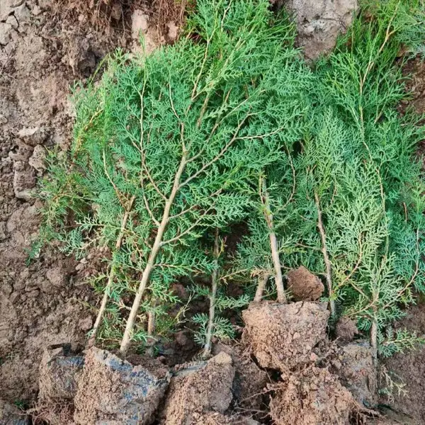 基地出售荒山绿化侧柏杯苗 营养杯绿化灌木乔灌木工程苗