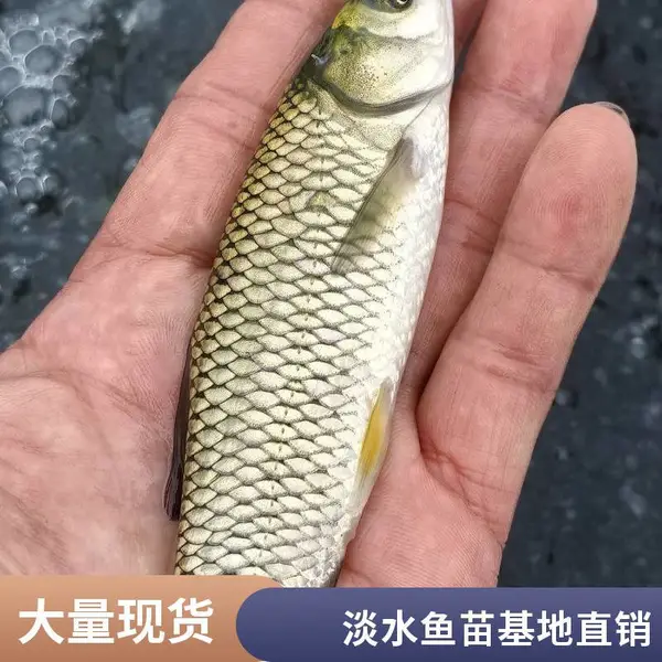 草鱼苗鲤鱼鱼苗养殖场 山东菏泽本地货源 夏花苗3-6厘米