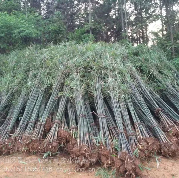 贵州刚竹上车价是多少 贵州毛竹价格 贵州刚竹绿化大量供应