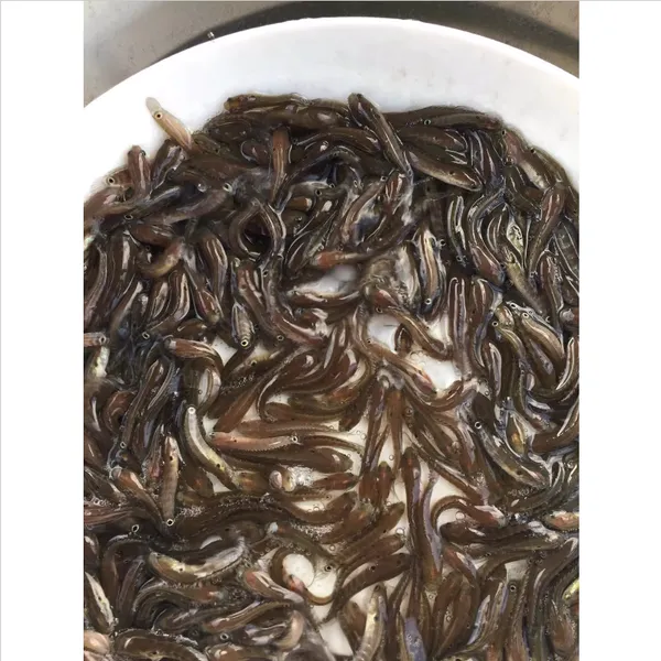 优质淡水星斑鱼苗_农业养殖精品活体七星鱼苗_广东原蓝七星鱼苗价格厂家