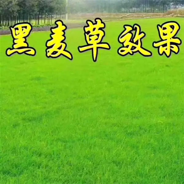 ������ľ����-������ҶŮ��-�̻���ľ�ɹ�