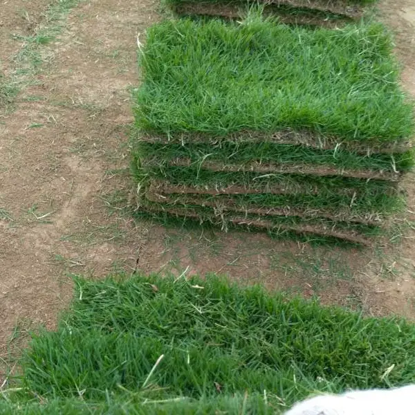 春风草坪货源充足-小区马尼拉草坪***格