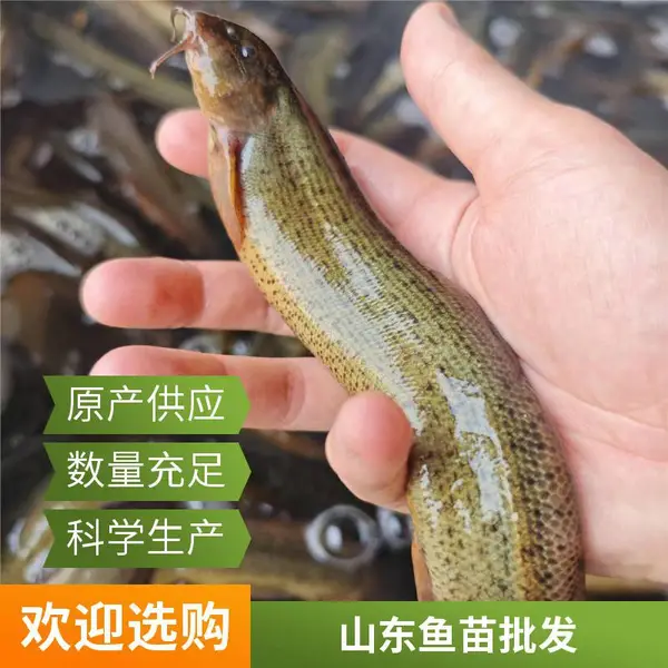 山东潍坊黑鱼苗泥鳅鱼苗养殖场 鱼苗品种纯正 支持现场看苗