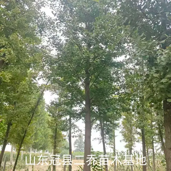 8公分至10公分银杏树聊城阳谷县原生冠银杏树基地,银杏树产地报价,山东聊城银杏树