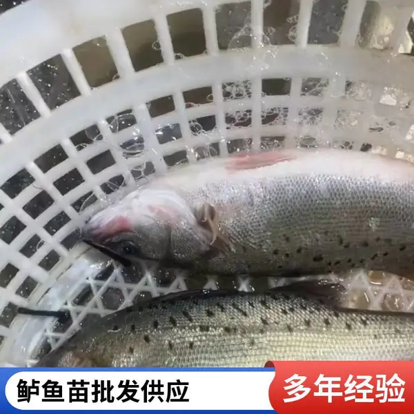 山西大同朔州鲈鱼苗鲟鱼鱼苗养殖场 供应亲鱼苗 规格可挑 量大面议
