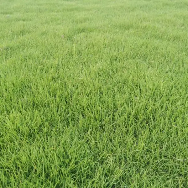 毕节台湾草批发出售 修剪过的好货草坪 满草出售