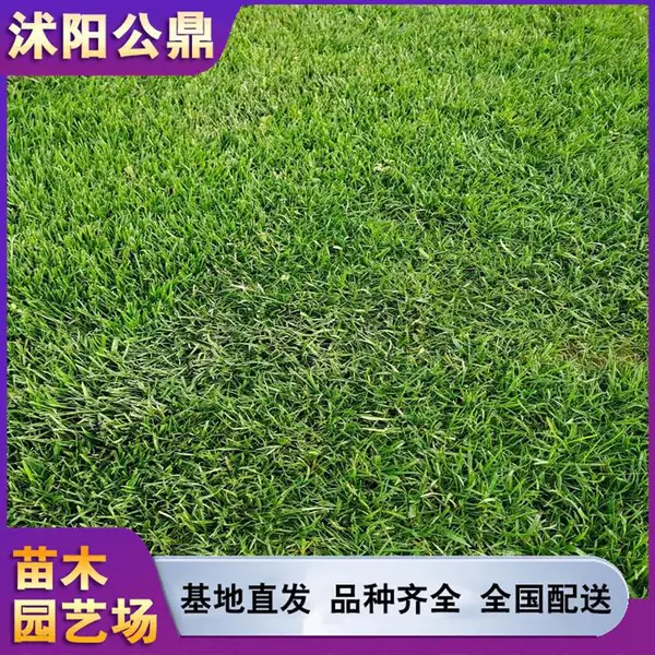 草坪种植基地黑麦草公园绿地可用绿茵场专用