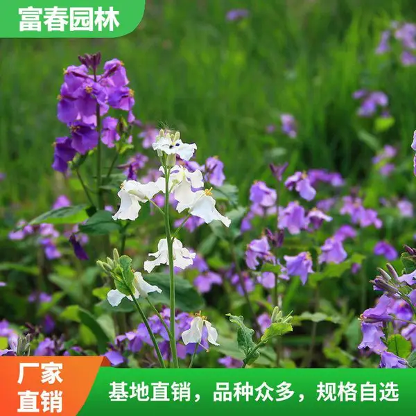 ��Ӧ�� ���� ���� ���� ������ֲ �̻������� ��̳�쾰