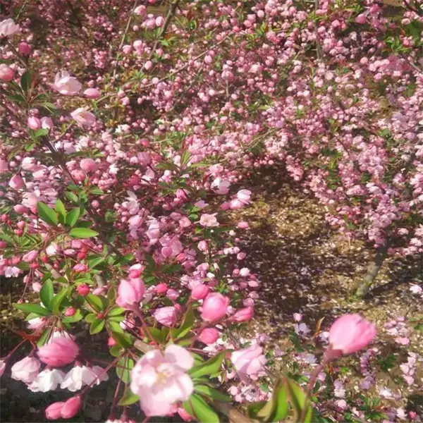 2公分西府海棠资讯信息基地 帅阳苗木 供应咨询地址14公分绚丽海棠