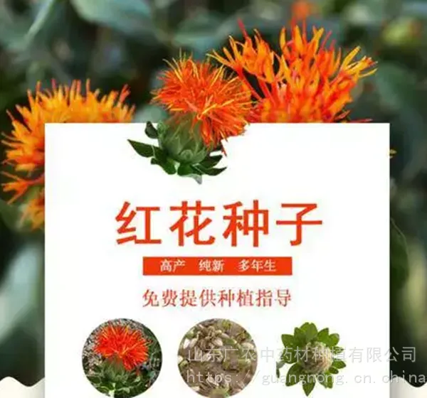 红花种子,菏泽红花,菏泽红花种植,红花种植