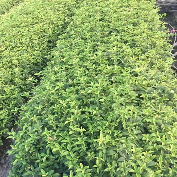 四季桂小苗 炎陵园林景观绿化桂花树苗价格