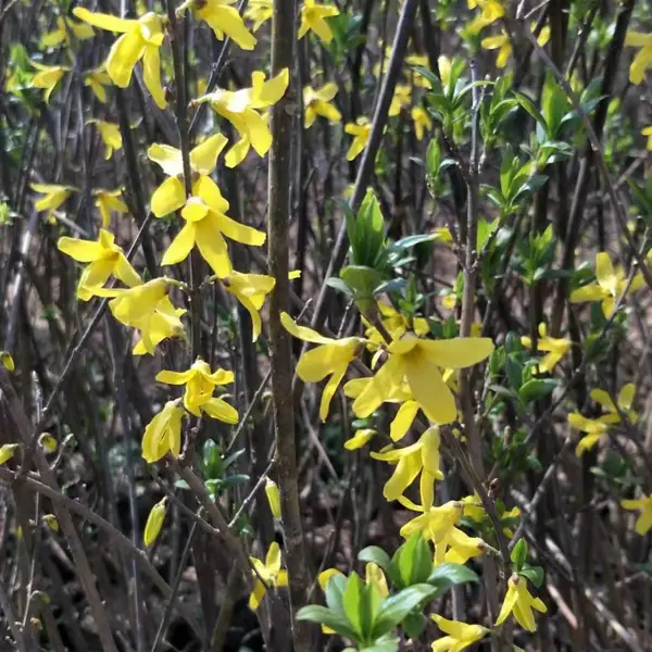 供应连翘营养钵小苗 连翘小苗度80公分种植苗圃