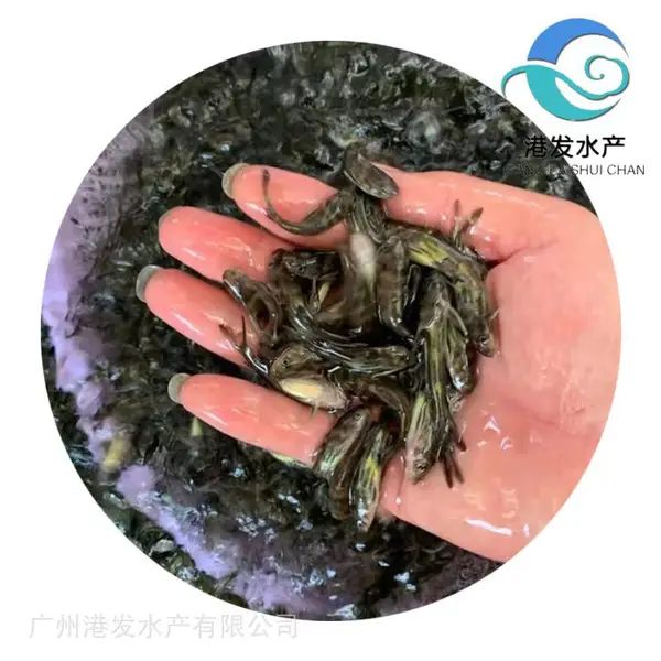 港发2025年头批桂花鱼苗 精品鳜鱼苗一公分起出售 售后服务到位