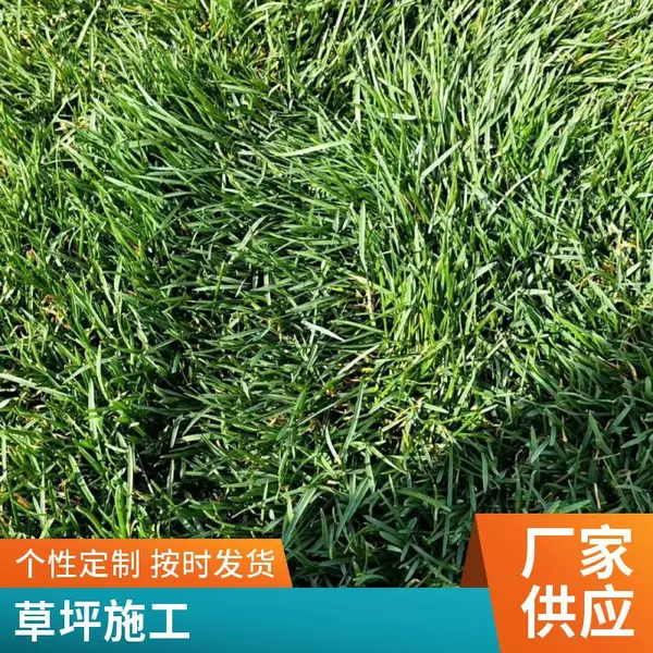 混播草坪私家别墅花园设计别墅花园设计批发草坪基地基地朝阳
