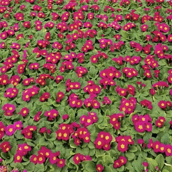 批发报春花工程苗 市政绿化彩化材料 耐寒适应性强 带营养钵易成活