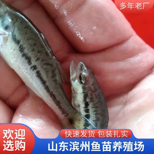 承接大型水面放苗 山东滨州本地鲈鱼苗鲟鱼鱼苗养殖场