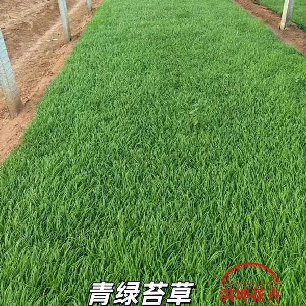 苔草 种植基地 崂峪苔草 观赏草 园林景观绿化 洪坤花卉基地出货
