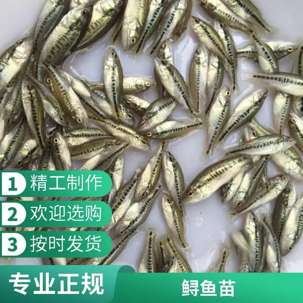 鲈鱼水花苗 鲟鱼寸片苗 山西大同朔州鲈鱼苗鲟鱼鱼苗养殖场货源充足