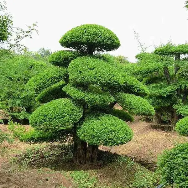 京山白蜡造型树价格-湖北造型白蜡-荆门对结白蜡树