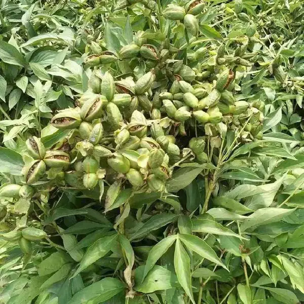 赤芍的栽培管理方法与管理技术勇泰赤芍苗花期长