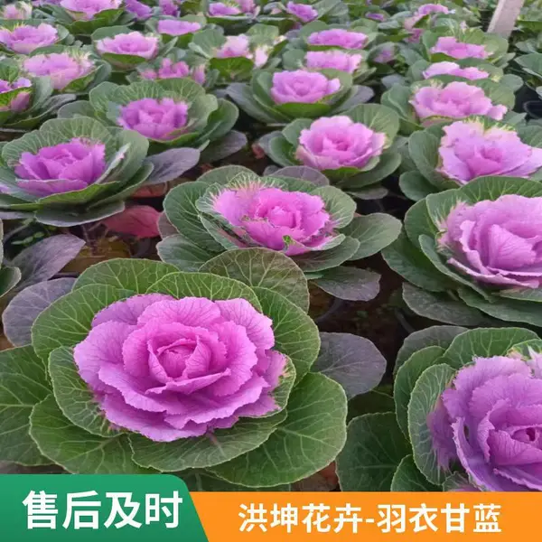 时令草花 26-27年冬季可栽植花卉品种 羽衣甘蓝 大量上市