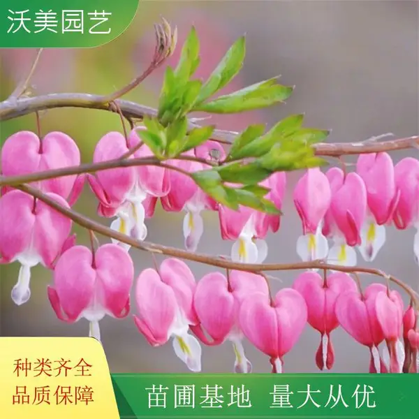 沃美园艺出售 荷包牡丹花苗 地被绿化造景苗 花镜花坛切花材料