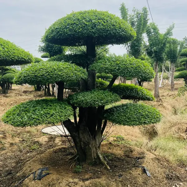 对节白蜡造型树 园林造景主景树 自有苗圃供货庭院景观苗木