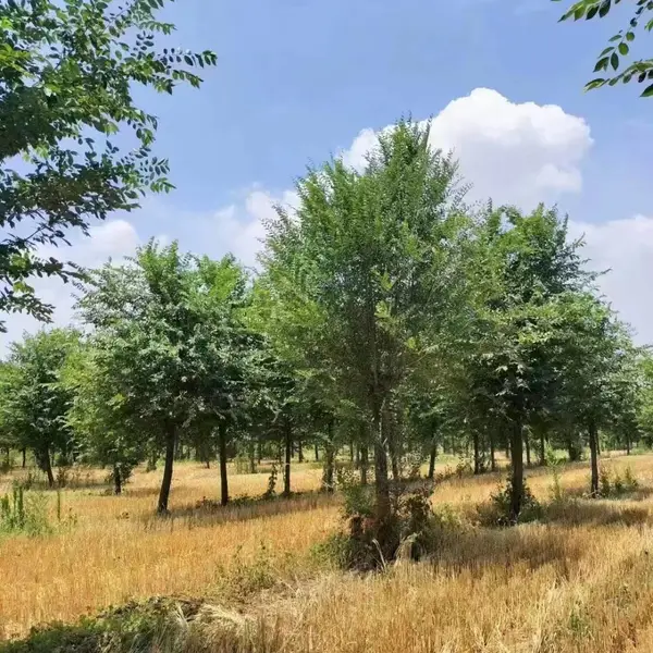 陕西渭南二乔苗木榆树小苗基地多少钱一颗,2公分榆树苗厂家批发,榆树小苗产地报价