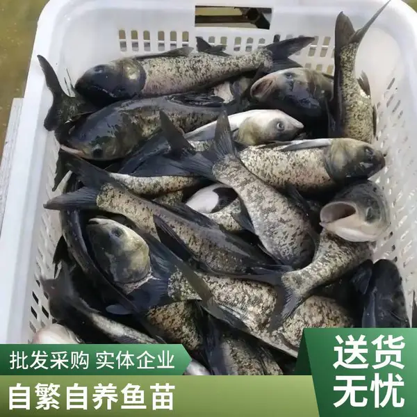 大同朔州黑鱼苗泥鳅鱼苗养殖场 一手货源 价格公道 诚信经营