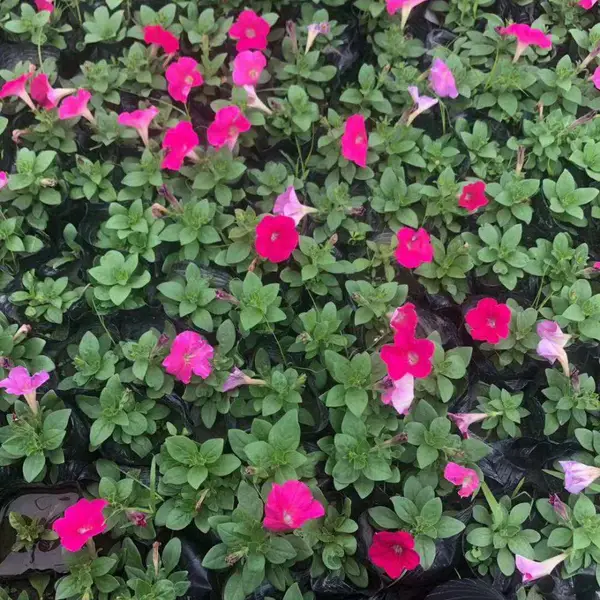 重庆草花批发 矮牵牛杯花出售 时令草花基地 矮牵牛小杯
