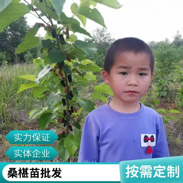 台农长果大十无核高产纯甜桑果酒专用桑苗 桑葚果