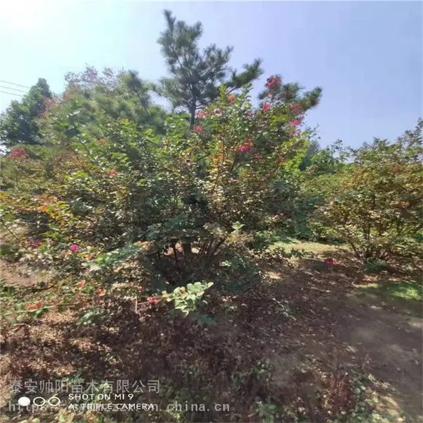一级丛生紫薇 调价信息 大型繁育基地 丛生紫薇 2020种植大户