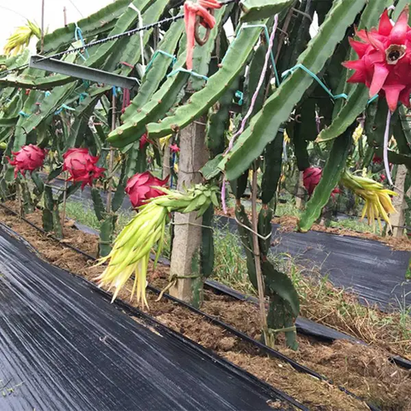 红肉火龙果苗 金都1号火龙果树苗 苗圃供应红皮红肉火龙果苗
