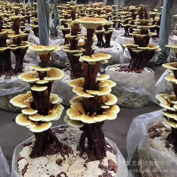 康瑞灵芝盆景批发 工艺礼品盆景制作 出芝菌包 灵芝活体嫁接栽培技术