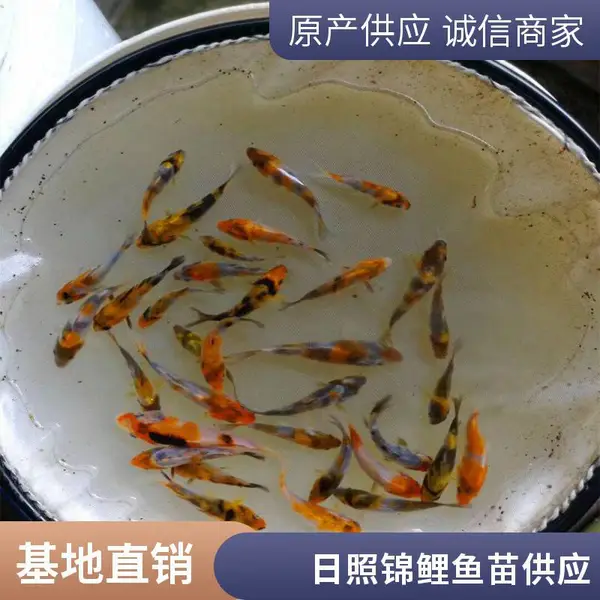 山东日照锦鲤鱼苗繁育场 观赏鱼苗批发 公园水系景观用苗