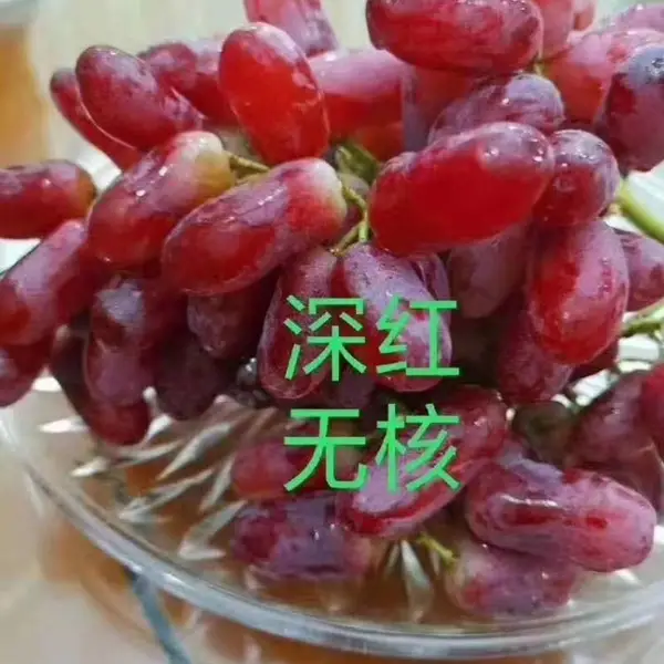 供应深红无籽嫁接葡萄苗基地直销